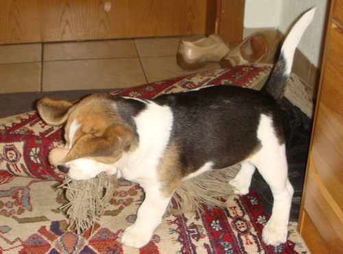 Beaglewelpe spielt mit dem Teppich